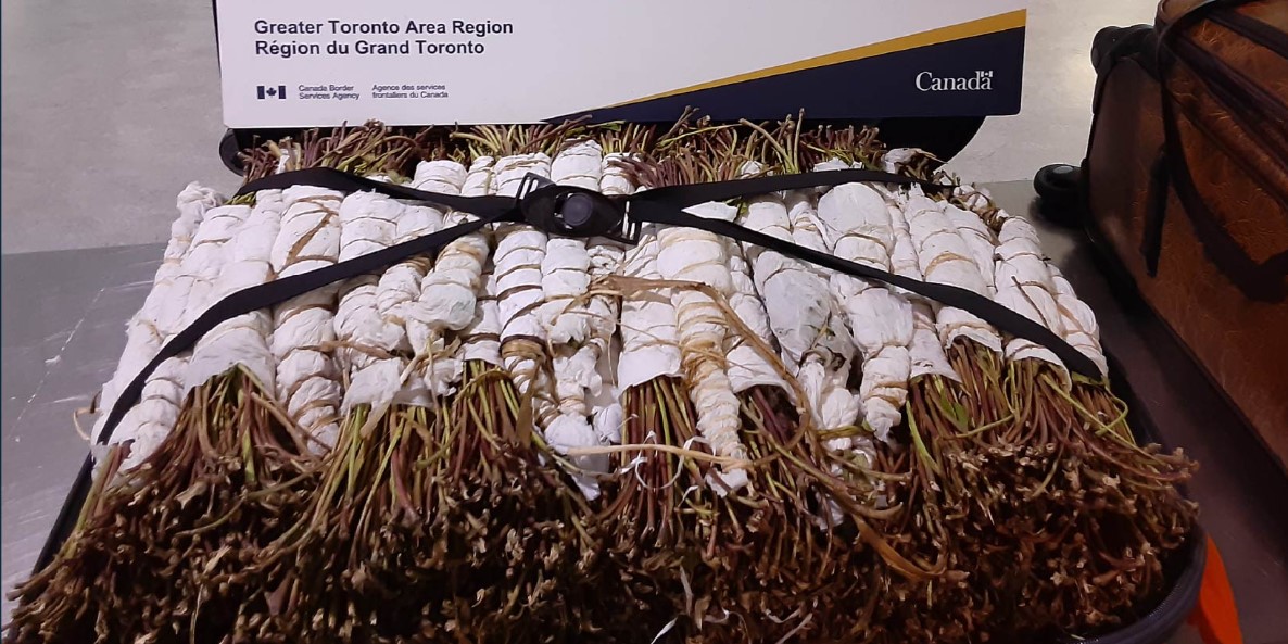 CBSA seizes more than 23 kilos of illegal khat shipment in GTA