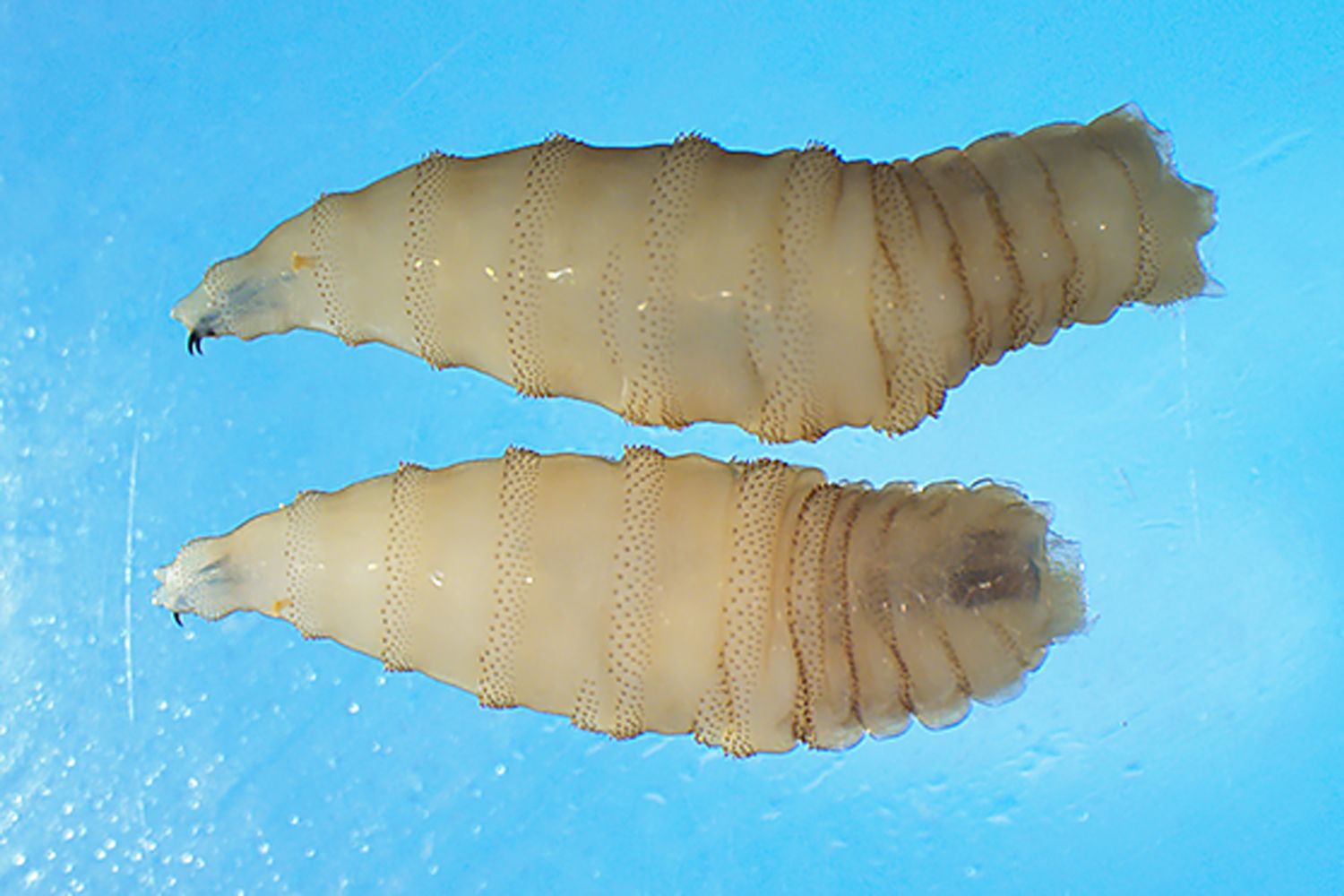 ‘Horrific’ Flesh-Eating Parasite Headed to U.S.