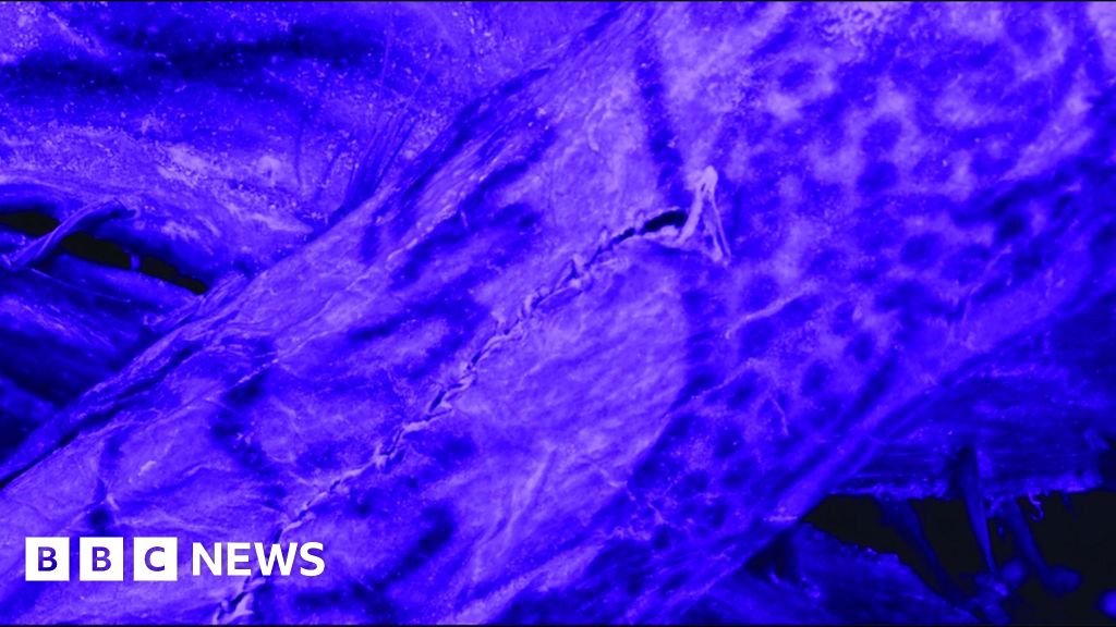 2,500-year-old Siberian 'ice mummy' had intricate tattoos