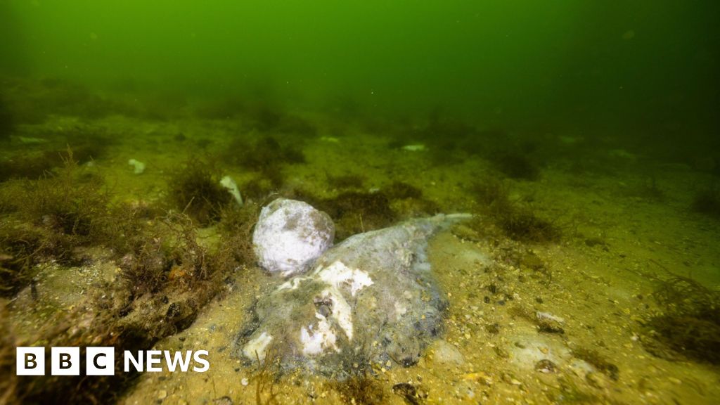 Algal bloom killing marine life in South Australia is 'disaster', premier says