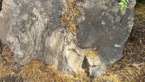 A fossilised tree stump in Markeaton Park in Derby.