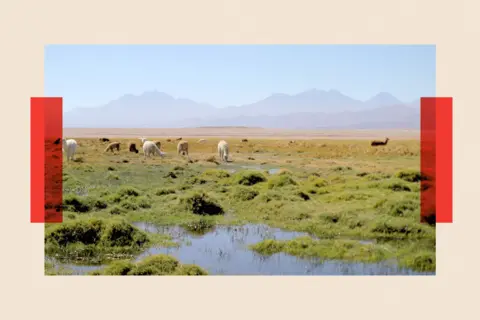 Ben Derico/BBC Landscape in the Vega with grass and some animals grazing in the distance