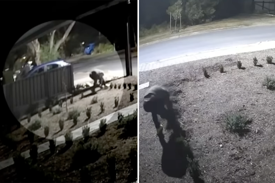 Home security footage showing a figure hauling several English hedges from an Adelaide garden in May. 