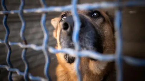 Getty Images A dog with a brown coat and a dark brown nose and big brown eyes looks out from behind crossed bars