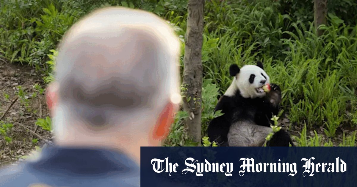 Anthony Albanese’s China trip ‘indulgent’, says James Paterson after Chengdu panda facility visit
