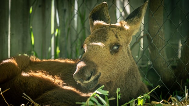 Toronto Zoo to take in blind baby moose after province approves transfer from Ottawa