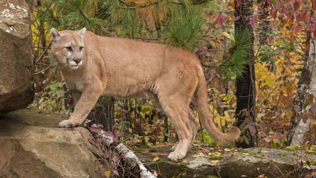 Man punches cougar in face, deters attack near Smithers, B.C.