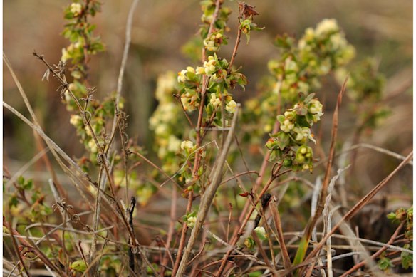 There are 240 critically endangered spiny rice-flowers growing in Solomon Heights.