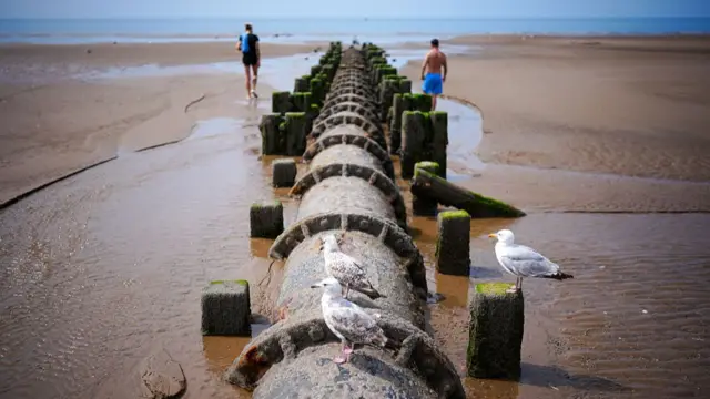 Waterfowl perch on a wastewater pipe running down to the shore at Blackpool