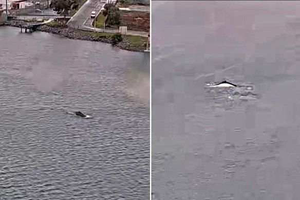 The humpback whale pair was spotted under the West Gate Bridge.