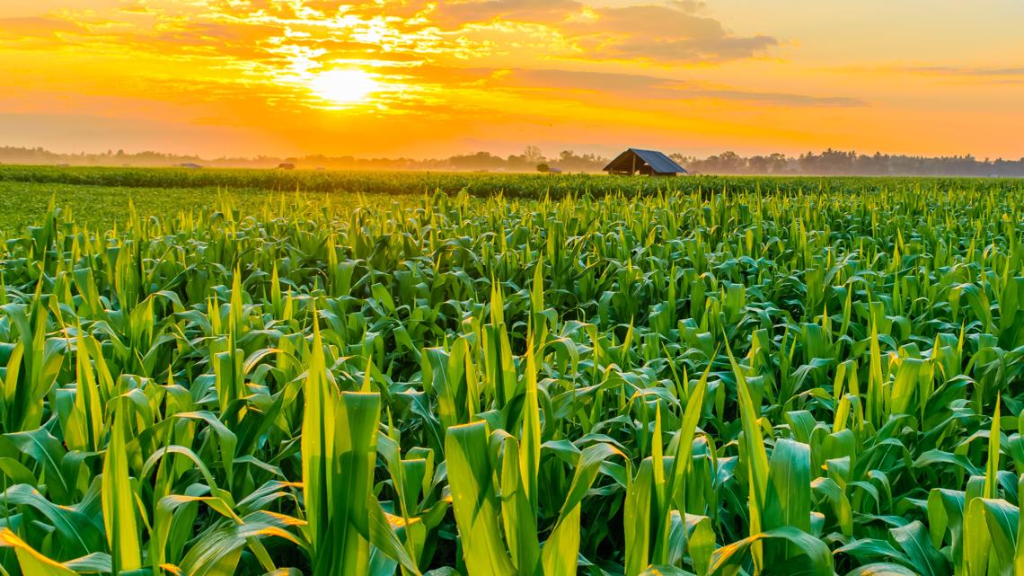 Corn sweat worsening Missouri's dangerously extreme heat