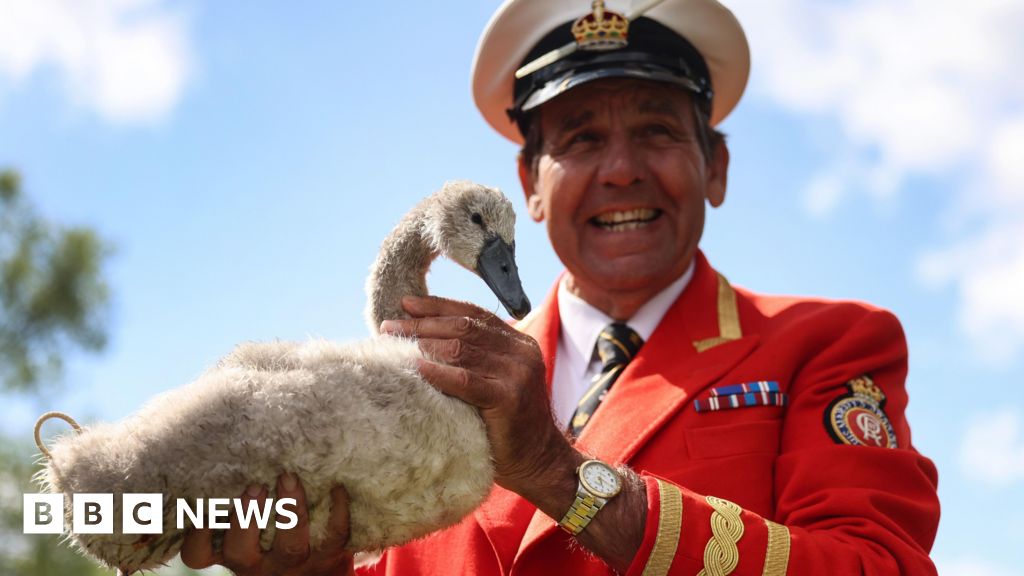 Royal swan count on Thames sees numbers resurface after dip