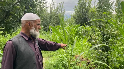 Faisal Bashir A bearded man in a kurta and a skull-cap pointing at his apple tree in Kashmir's Bandipore district