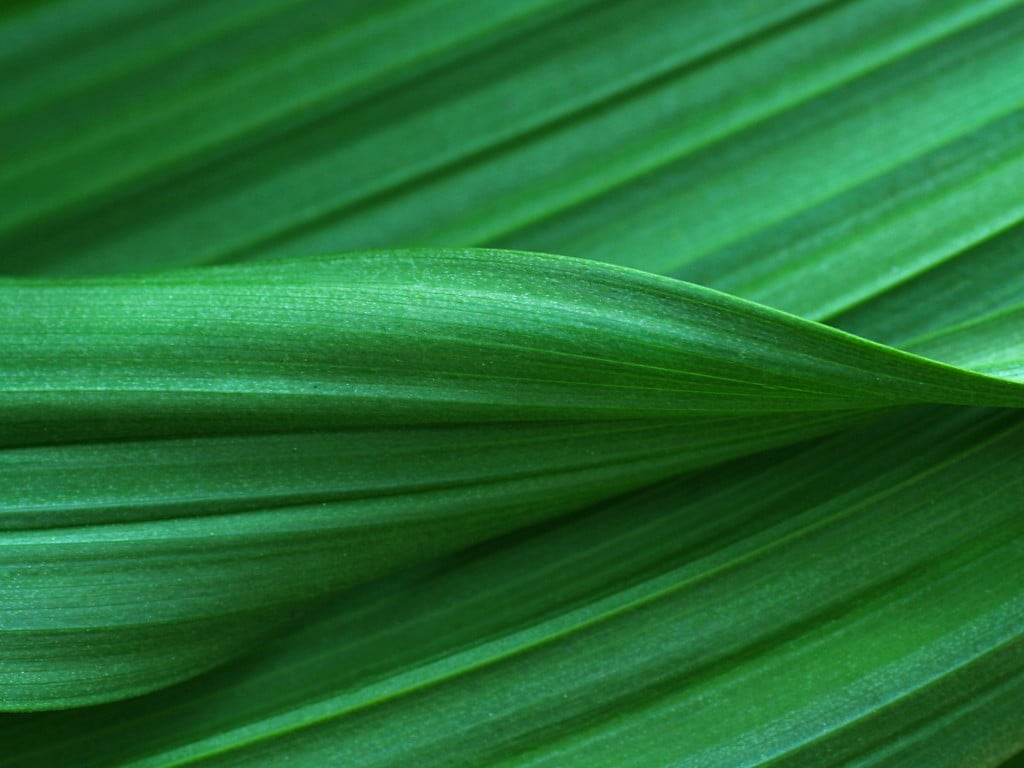 ERM supports landmark project financing for Chestnut Carbon, advancing U.S. afforestation in the voluntary carbon market