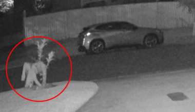Illegal garden act caught on Aussie mum's home camera highlights strange new trend