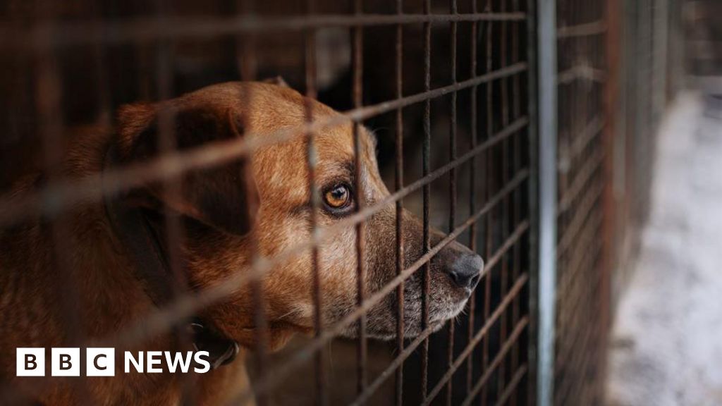 Imported dogs 'posing risk to UK', RSPCA warns