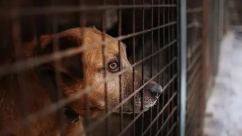 Getty Images A sandy coloured dog looks out from behind the brown crossed bars of a cage 