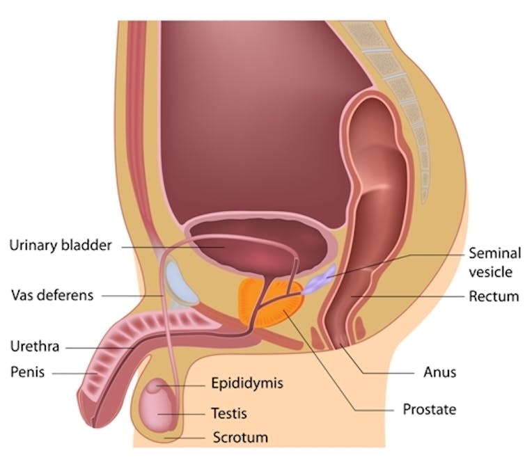 Cross-section diagram of the male reproductive system, including urethra, testes, prostate and seminal vesicles.
