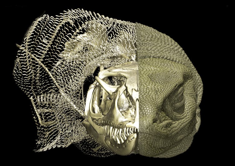 A highly detailed rendering of the bony parts of the head of a lizard-like creature.