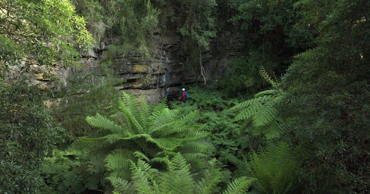 A fern-covered gully with a rock face and a person in caving gear visible from a distance.