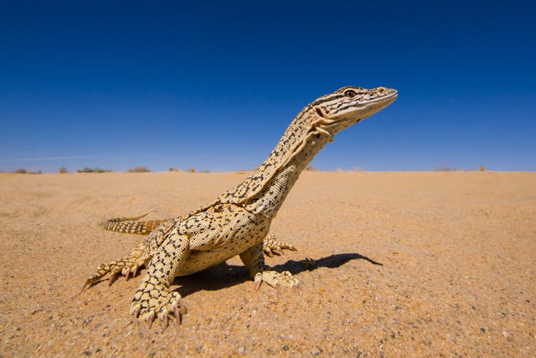 A yellow and spotted lizard on a sandy plain looking proud with vibrant blue skies above it.