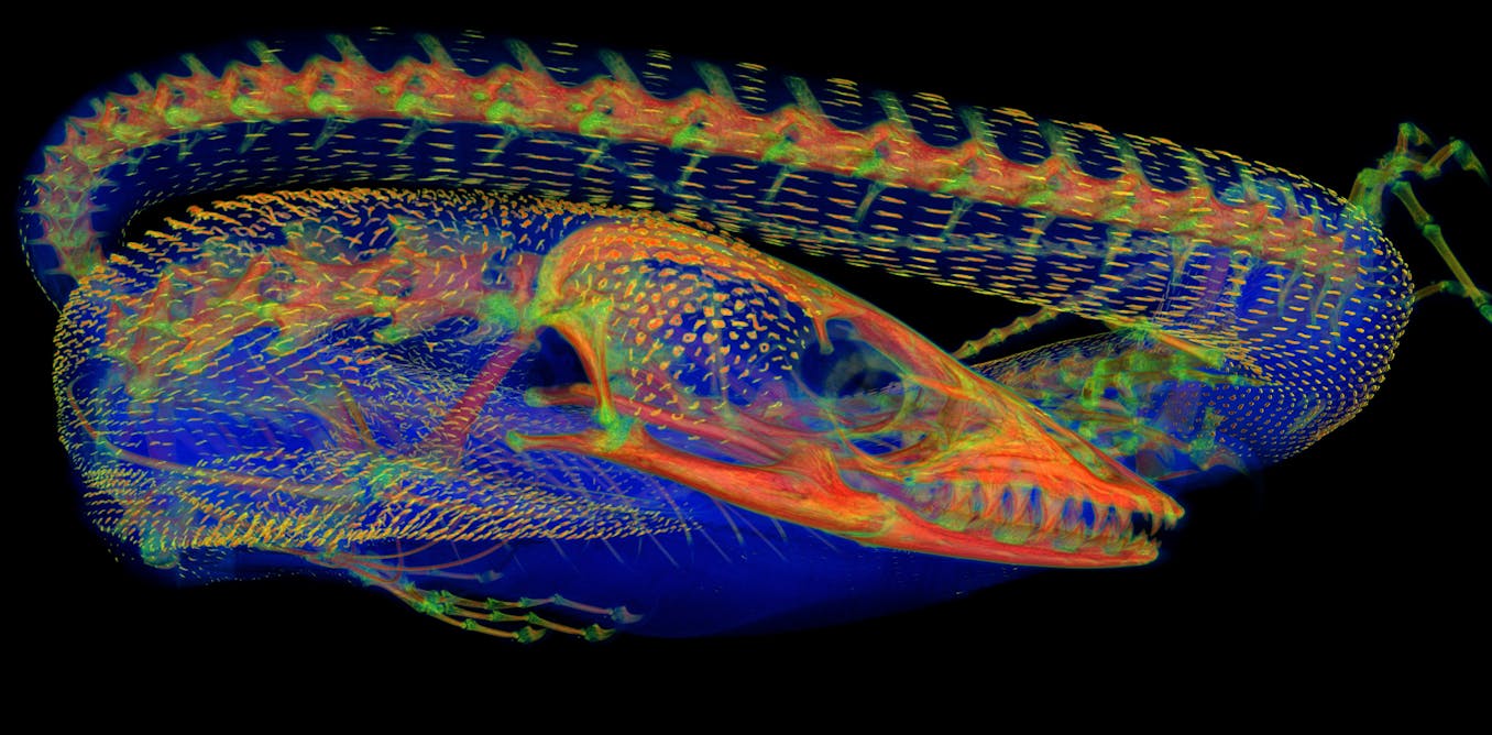 New study peers beneath the skin of iconic lizards to find ‘chainmail’ bone plates – and lots of them