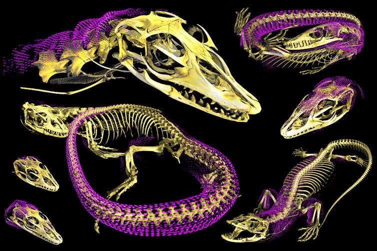 Collage of several 3D models with bones in yellow and scatterings of fine bone flakes under their skin in magenta.