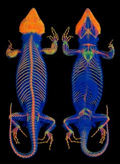 X-ray type image of a lizard with its bones clearly visible in rainbow colours.