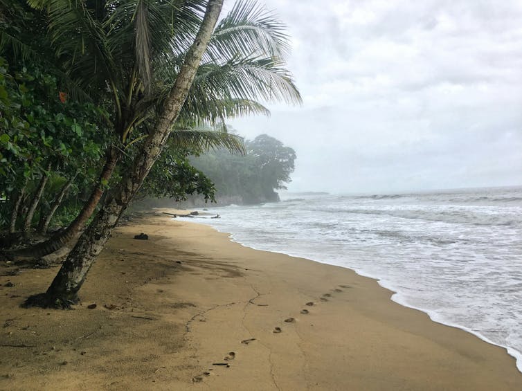 pacific island, palm trees and beach.