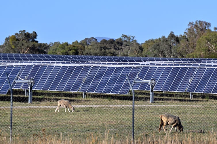 sheep graze near solar panels