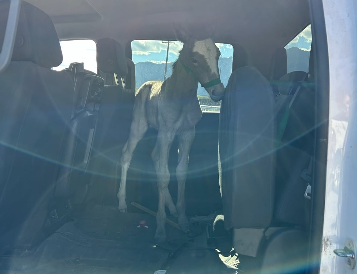 A horse in the back of a vehicle.