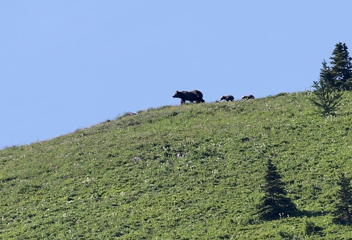 A grizzly bera and cubs.