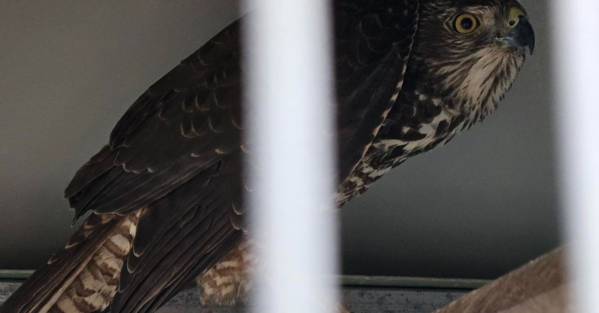 Man fined $1600 for catching hawk he said attacked his chooks in Brisbane