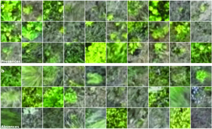 A representative sample of leafy spurge presences (top; a) and absences (bottom; b).