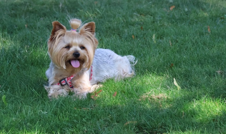A small Yorkshire terrier with golden fur on her head and front legs and silver fur on her body lies in the shade under a big tree. The pup has some of her fur in a ponytail on the top her head and is wearing a pink collar with a dark pink pattern on it. She is panting so her pink tongue is sticking out.