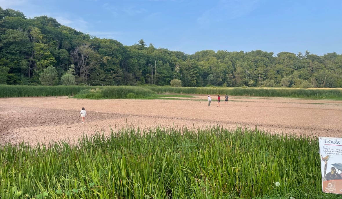 People walk on the bed of a dried-out marsh surrounded by tall grass.