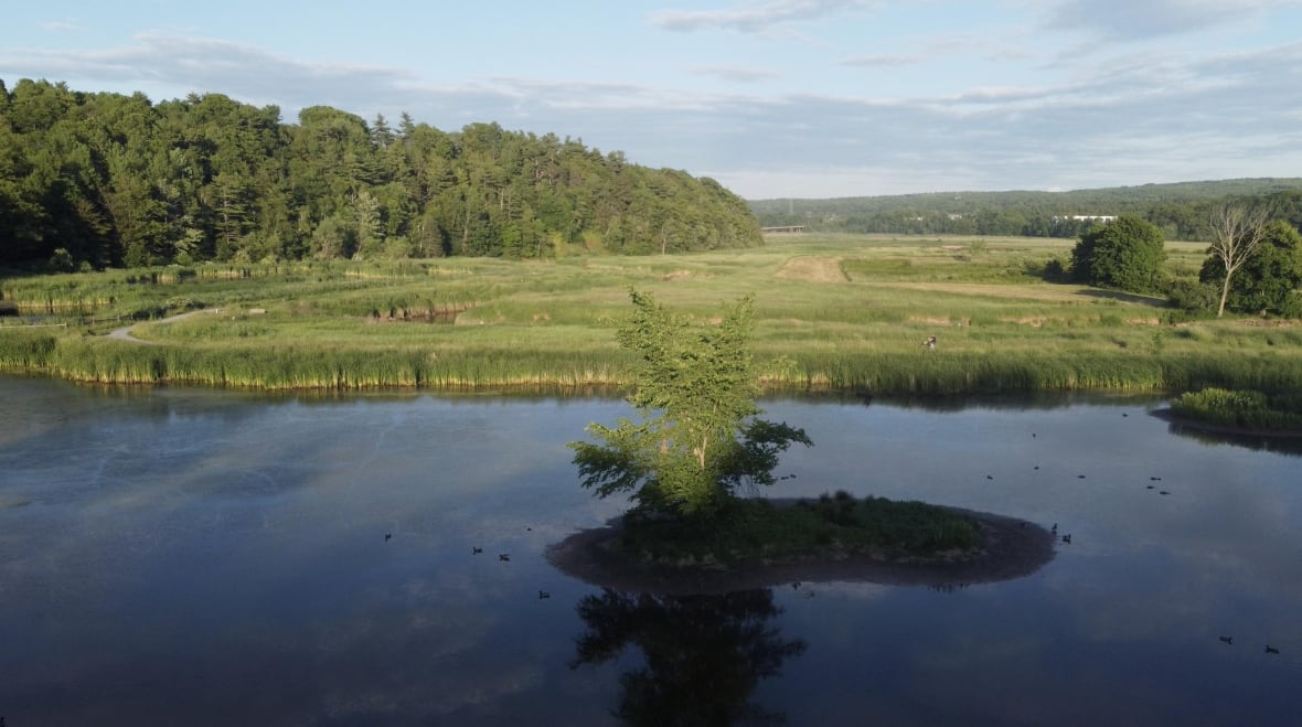 A pond surrounded by green grass