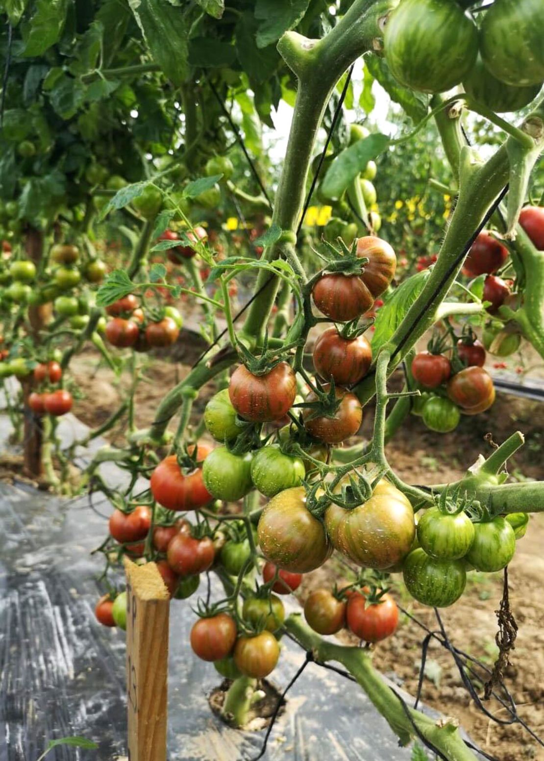 Tomatoes grow on the vine at Heirloom Farms, located in Maneadero, Baja California, Mexico.