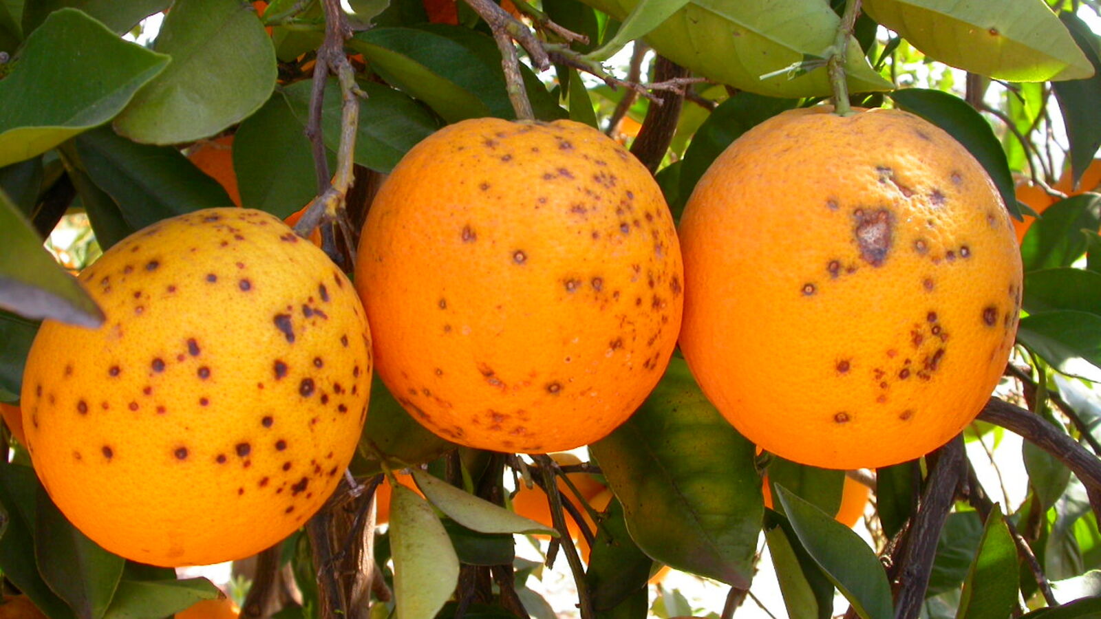 Keeping plant pests out of the EU