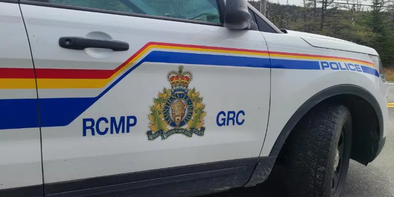 Young Man Dead After Hitting Moose Along New Harbour Barrens