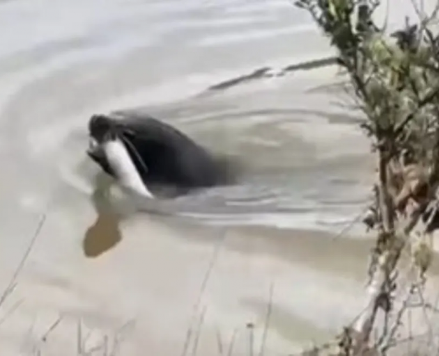 Photo: Screenshot / Clarke Boys Hunting