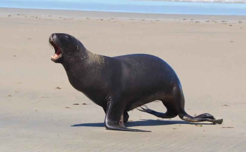 Man fined for harassing sea lion on Catlins beach
