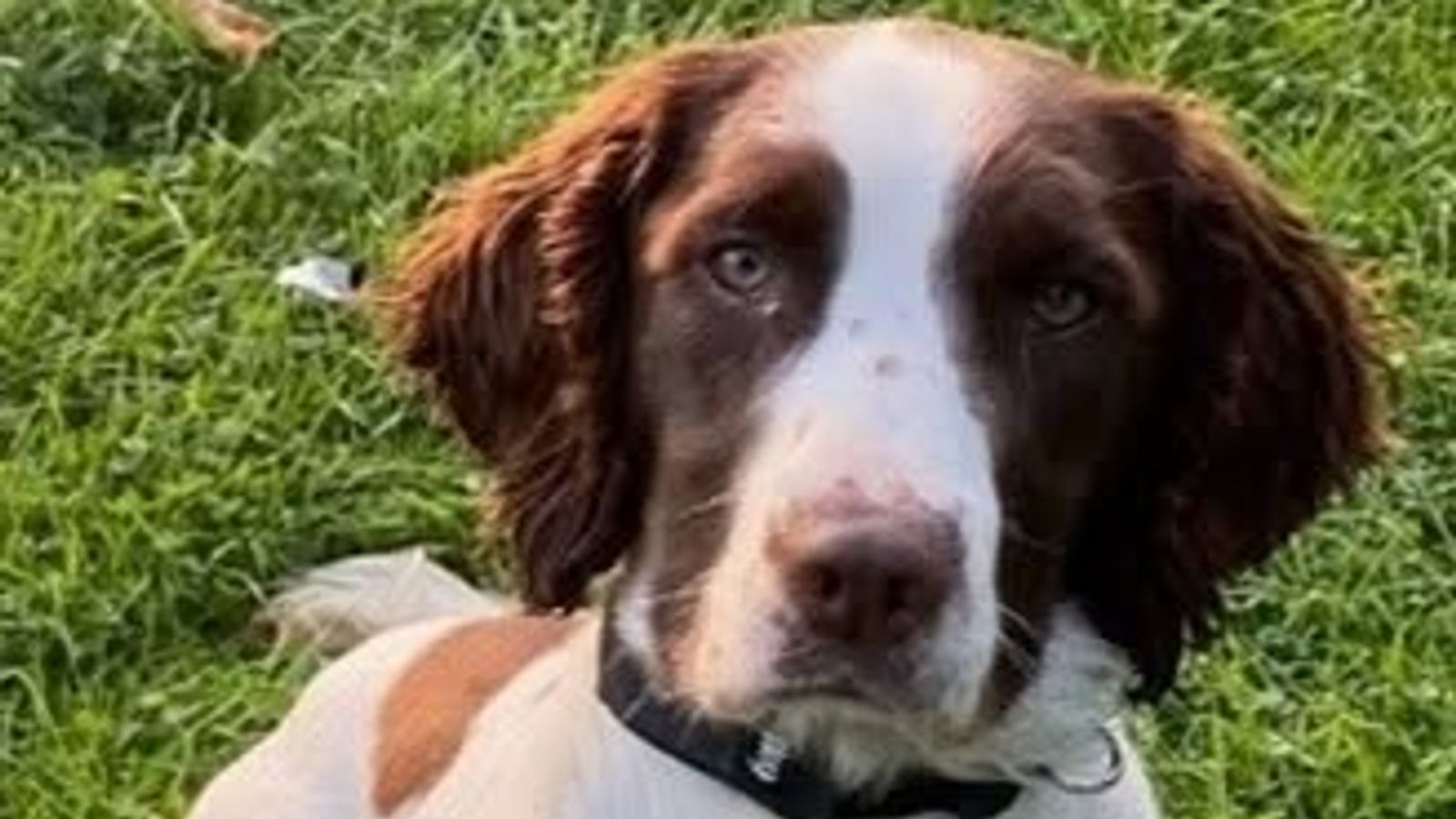 Undated handout photo issued by Cleveland Police of PD Bert, a five-year-old Springer who once sniffed out £250,000 in criminal cash and too