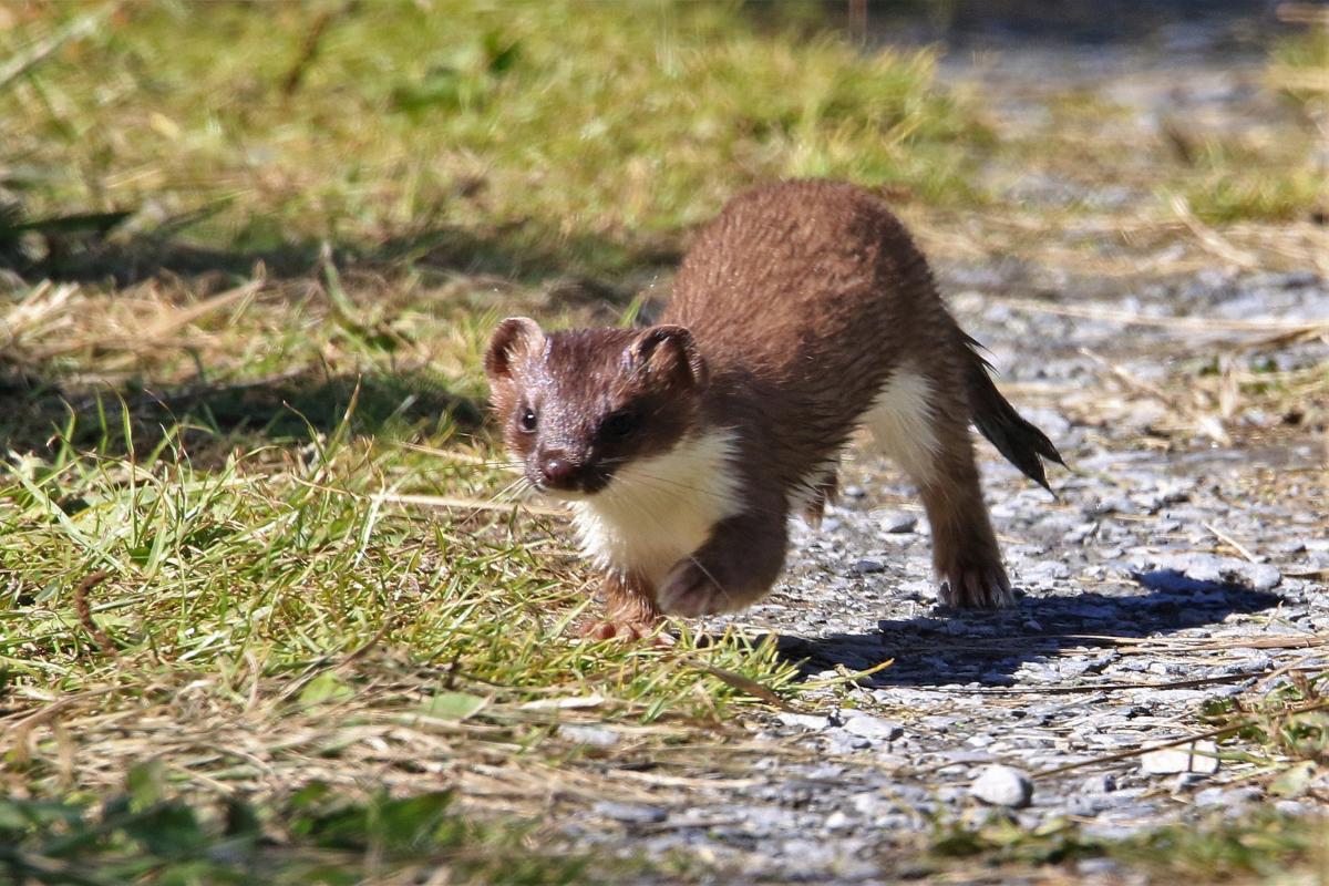 'Devastating implications': Dead stoat found on Stewart Is