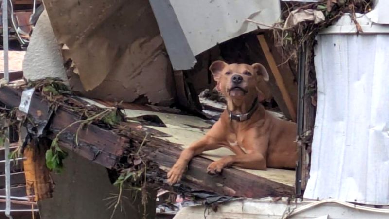 Shelter hopes story of Superman, the dog rescued from Texas flood debris, will help save more pets