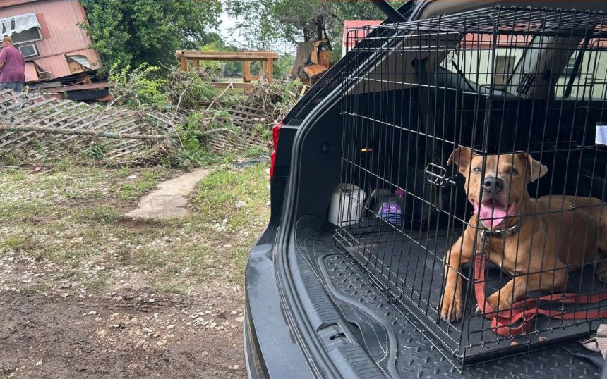 Dog named Superman rescued by Austin animal shelter from pile of debris during catastrophic flooding