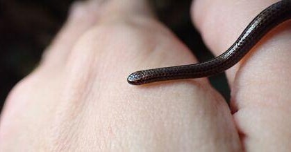 World's smallest-known snake found under rocks in Barbados after nearly 20 years