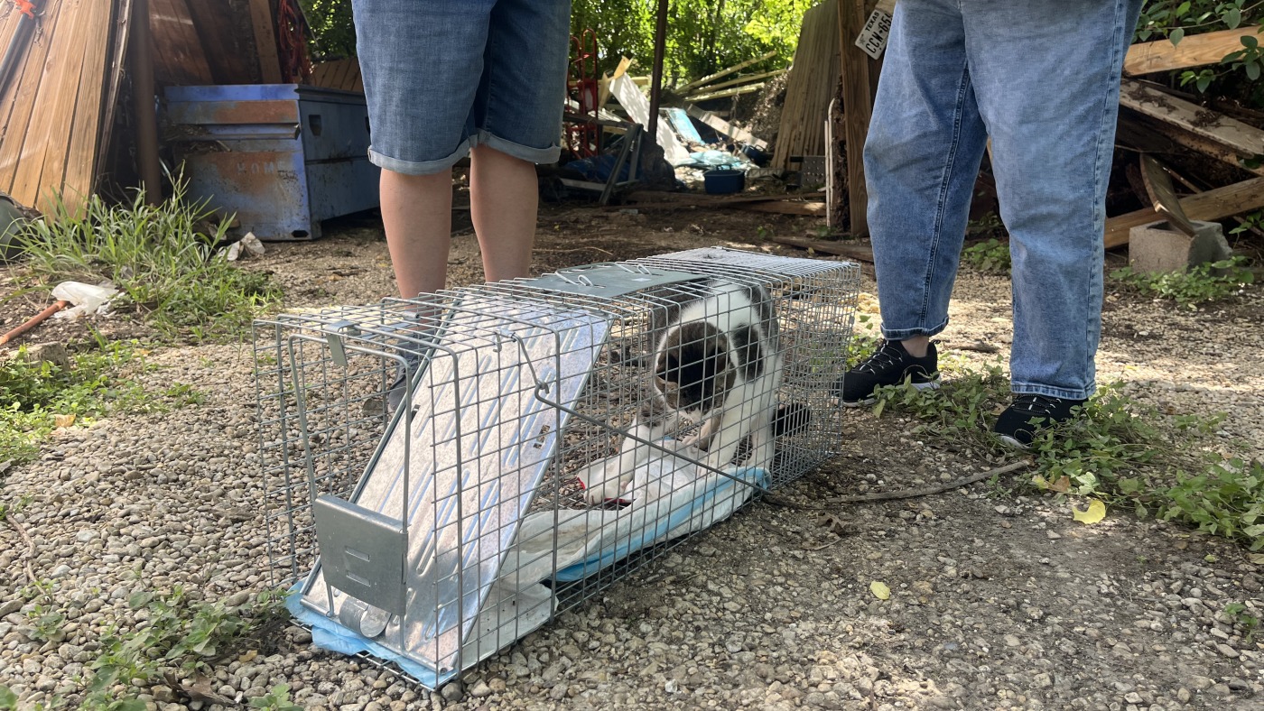 After Texas flooding, volunteers help reunite pets with owners : NPR