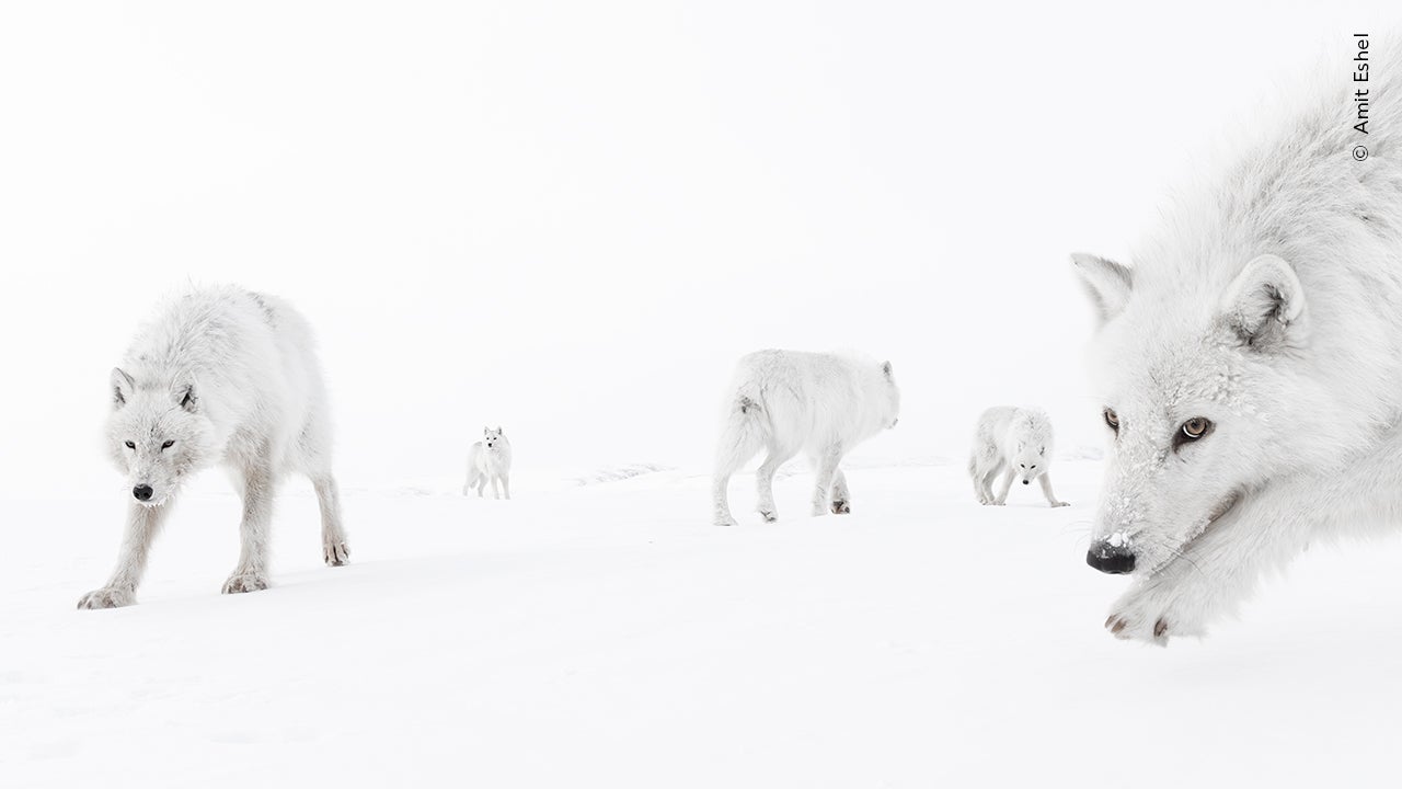 A pack of Arctic wolves are pictured in Canada