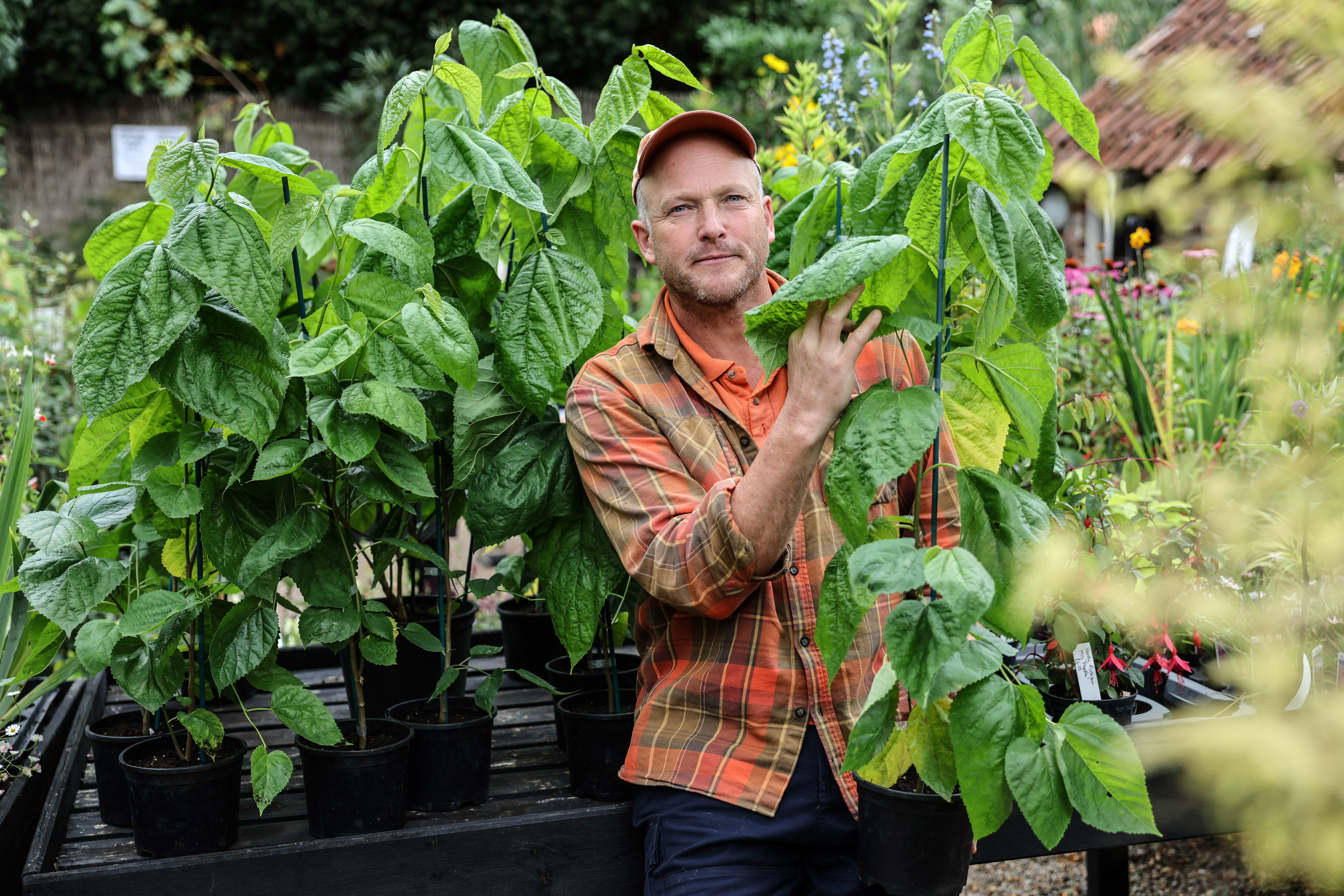 A man stands with twelve propagated mulberry plants, which were used to create the Queen's wedding dress, coronation silk, and Princess Diana's veil.